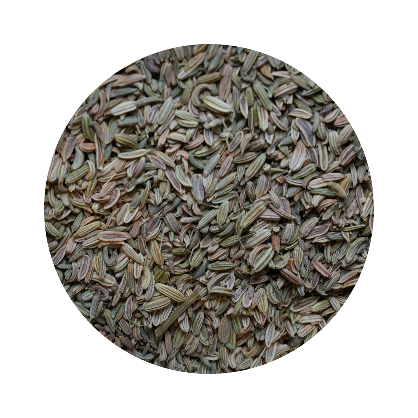 Fenchel - Ganz