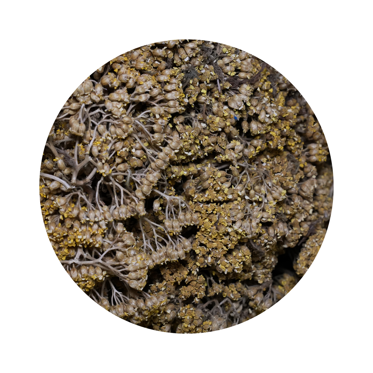 Schafgarben
